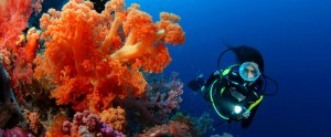 Fiji guide